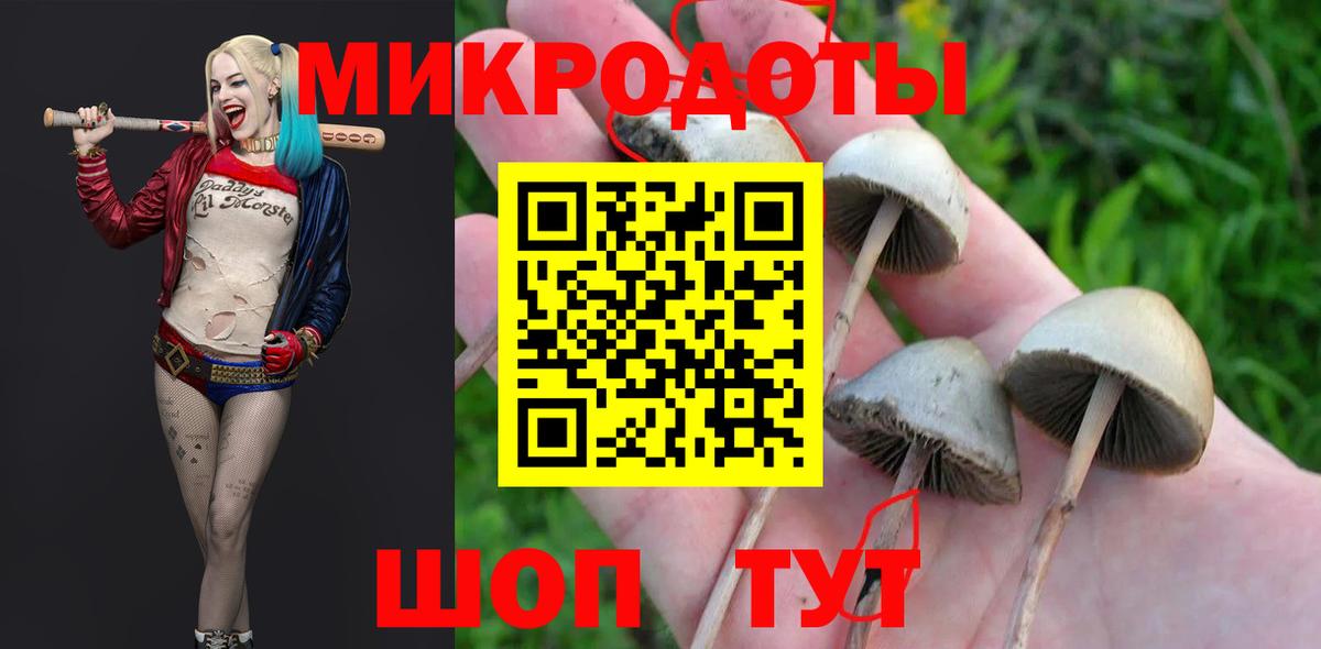 Галлюциногенные грибы Psilocybe Псков